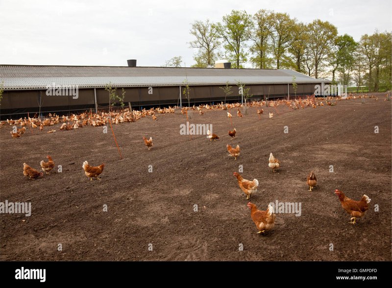 Guide to chicken road game
