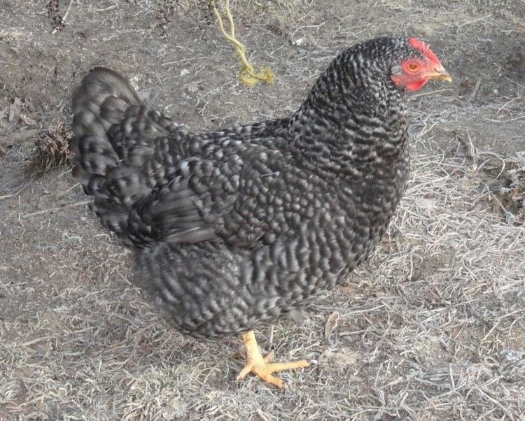Chicken road nederland in Netherlands